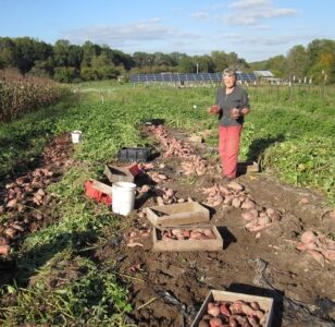 Saving Sweet Potato Roots for Growing Your Own Slips Image